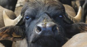 bufala razza mediterranea italiana