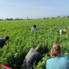 Azienda Iemma – Ricerca e Innovazione