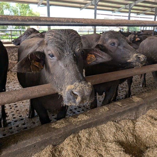 496753908_1267599828705590_4556269915926542343_n