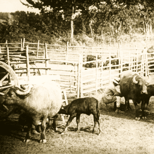 Storia-11-r80isdbavw1ih09lr3z7agh3d2z0r2c3vdma22mi0o