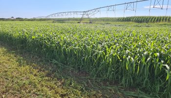 foraggio fresco Cioffi